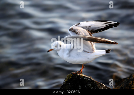 Seduta Gabbiano argento (Larus novaehollandiae) Foto Stock