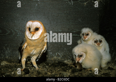 I Barbagianni (Tyto alba), famiglia Tytonidae, uccello adulto con i suoi giovani dopo dando loro un mouse Foto Stock