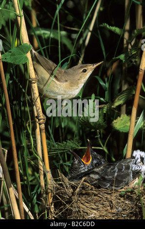 Acrocephalus trillo o paludi o Reed trillo (Acrocephalus scirpaceus), famiglia passerine e giovani (cuculo Cuculus canorus) Foto Stock