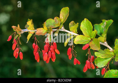 Unione Crespino (berberis vulgaris), famiglia Berberidaceae, frutti nella tarda estate Foto Stock