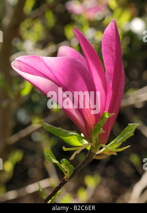 Lily Magnolia, Mulan Magnolia (Magnolia liliiflora) blossom apertura, Botanischer Garten, giardino botanico, Monaco di Baviera, Germania, Europa Foto Stock