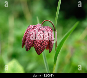 Daffodil a scacchi, rana-cup, Fritillary (Fritillaria meleagris), Botanischer Garten, giardino botanico, Monaco di Baviera, Germania, Europa Foto Stock