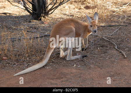 Canguro rosso (Macropus rufus), il Desert Park, Alice Springs, Territorio del Nord, l'Australia Foto Stock