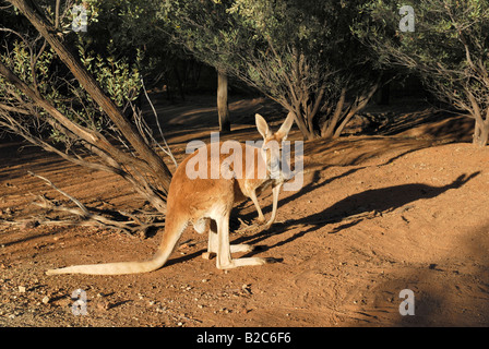 Canguro rosso (Macropus rufus), il Desert Park, Alice Springs, Territorio del Nord, l'Australia Foto Stock