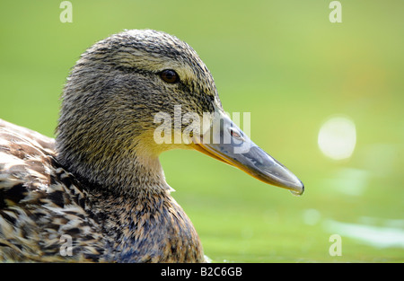 Femmina Mallard Duck (Anas plathyrrhynchos) Foto Stock