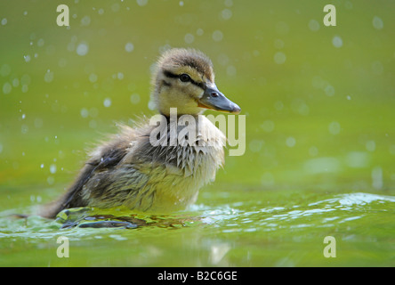 Mallard anatroccolo (Anas plathyrrhynchos) Foto Stock