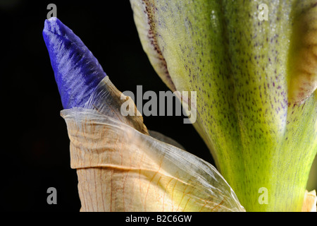 Iris (Iris germanica) Foto Stock