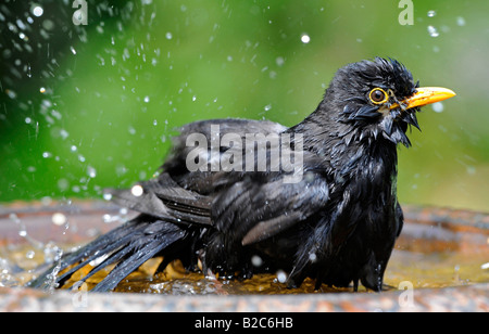 Merlo maschio (Turdus merula) la balneazione Foto Stock