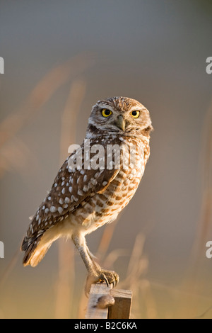 Scavando la civetta (Athene cunicularia), Cape Coral, Florida, Stati Uniti d'America Foto Stock