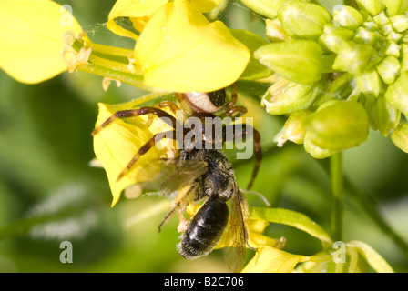 Il ragno granchio (Synaema globosum) con la sua preda, un'ape, Western o European miele delle api (Apis mellifera) Foto Stock