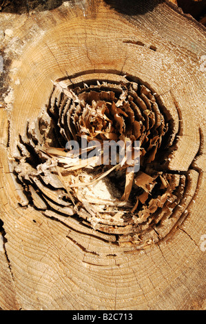 Il marcio tronco di albero Foto Stock