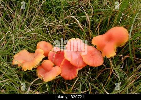 Calice waxcap funghi Hygrocybe cantharellus nella prateria REGNO UNITO Foto Stock