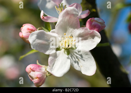 Apple Blossom (malus) Foto Stock