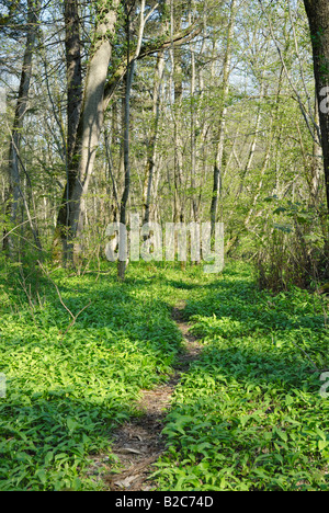 Percorso del bosco attraverso la foresta pavimento coperto con aglio selvatico, legno aglio o l'Aglio orsino (Allium ursinum), altopiano alpino Foto Stock