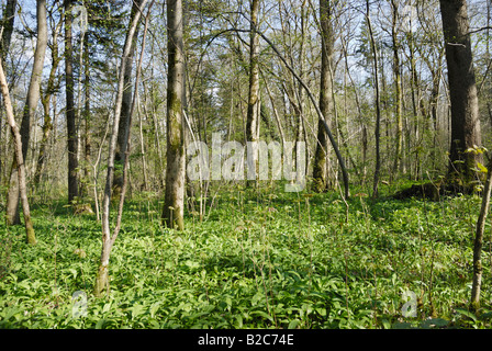 Riverside forest pavimento coperto di foglie di aglio selvatico, legno aglio o l'Aglio orsino (Allium ursinum) in primavera Foto Stock
