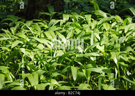 Fresco di aglio selvatico, legno aglio o l'Aglio orsino (Allium ursinum) foglie con boccioli di fiori, alpino altopiano, Bavaria Foto Stock
