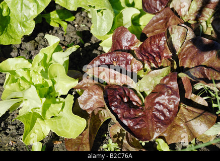 Il verde e il rosso piante di lattuga (lactuca) cresce in una patch vegetale Foto Stock