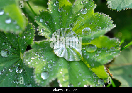 Gocce di acqua sulla foglia di una signora di mantello (Alchemilla) Foto Stock