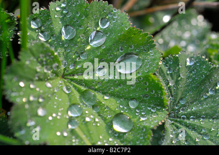Gocce di acqua sulla foglia di una signora di mantello (Alchemilla) Foto Stock