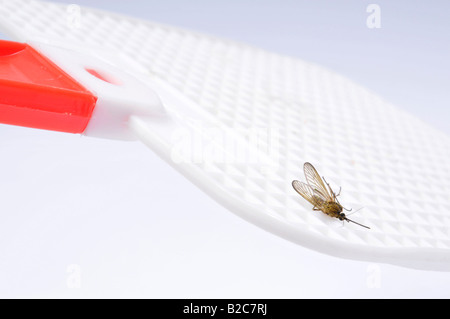 Morto Casa comune (di zanzara Culex pipiens) su un fly swatter Foto Stock