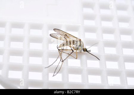 Morto Casa comune (di zanzara Culex pipiens) su un fly swatter Foto Stock