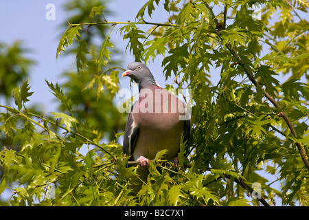 Il Colombaccio ( Columba palumbus) appollaiato su un ramo Foto Stock