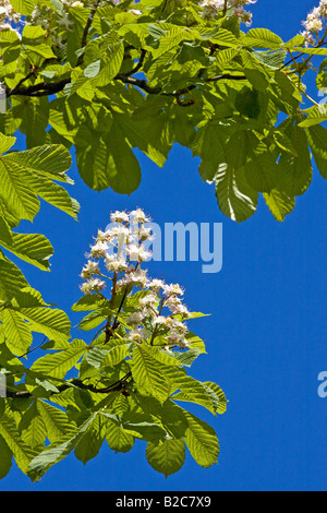 Ippocastano (Aesculus hippocastanum) fiori e foglie germinazione in primavera Foto Stock