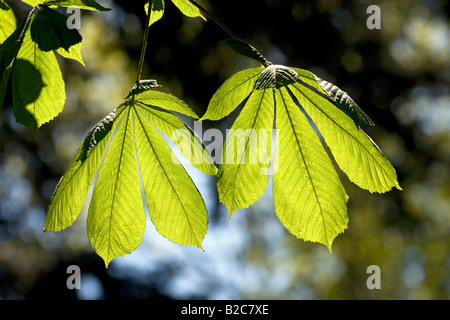 Ippocastano o Conker tree (Aesculus hippocastanum), albero con la molla della crescita, retroilluminato, lascia visibili vene in foglia Foto Stock