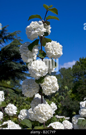 Snowball giapponese Bush (Viburnum plicatum cultivar Rotundifolium) Foto Stock