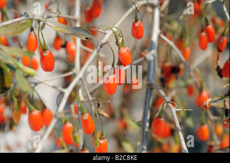 Goji bacche. 19-lug-2008 Foto Stock