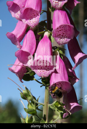 Fox guanto Digitalis purpurea nella foresta nera Foto Stock