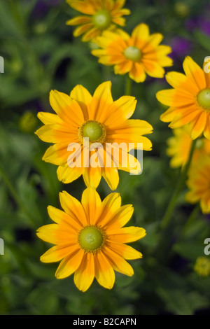 Prairie Sun Rudbeckia hirta green-eyed Susan Foto Stock