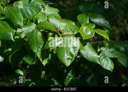 Poison Ivy si trova lungo il fiume Apalachicola Apalachicola Florida Toxicodendron radicans Foto Stock