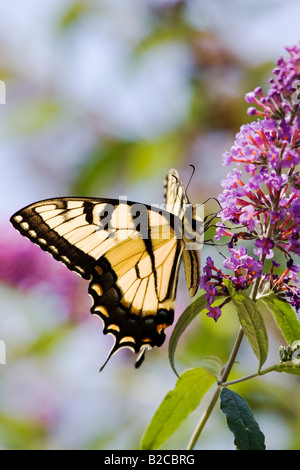 Tigre orientale a farfalla a coda di rondine su viola fiore lilla Foto Stock