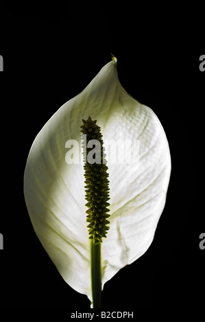 Un bel bianco fiore Arum lily blossom su sfondo nero Foto Stock