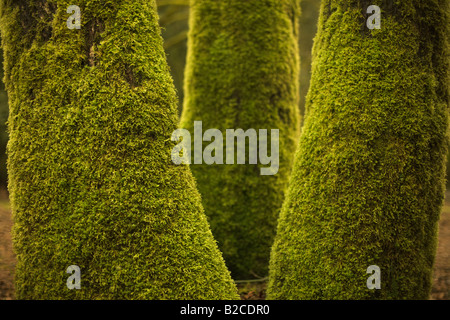 tronco di albero coperto di muschio con un mazzo di corteccia di  pacciamatura, erba verde prato un primo piano di pacciamatura decorativa  Foto stock - Alamy