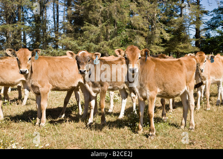 I giovani vitelli Jersey in campo. Foto Stock