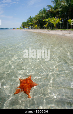 Bocas del Drago Beach in Bocas del Toro con una delle famose stelle marine Foto Stock