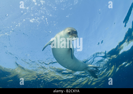 Mediterraneo foca monaca, Monachus monachus, nuoto subacqueo, Marmaris Turchia Foto Stock