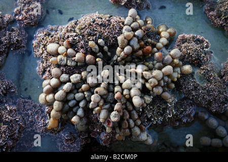 Alghe brune Neptune's Necklace (Hormosira banksii) sulla sponda est dell'isola del sud della Nuova Zelanda. Foto Stock