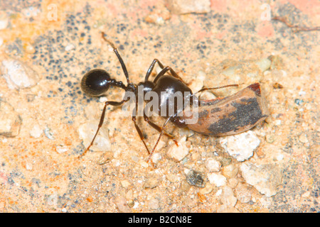 Mietitrice europea Ant, Messor barbarus. Trasportare il legname per pulire il formicaio Foto Stock