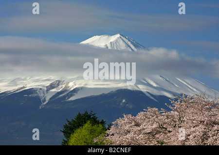 Il monte Fuji e fiori di ciliegio al lago Kawagutiko Yamanashi Giappone Foto Stock