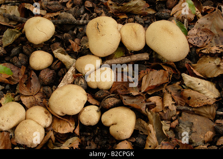 Earthball squamosa funghi Scleroderma verrucosum nel bosco REGNO UNITO Foto Stock