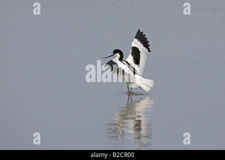 Avocetta Recurvirostra avocetta alimentando in shallow palude costiera Foto Stock