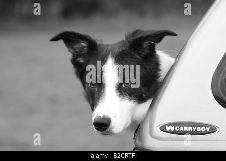 Cane a Carryboy Truck Van; collie di confine bianco e nero a Scottish Sheep dog Trials, Scozia, Regno Unito Foto Stock