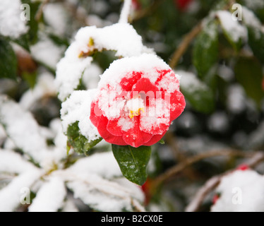 Una molla fioritura red Camellia coperto di neve. Il Dorset. Regno Unito. Aprile. Foto Stock