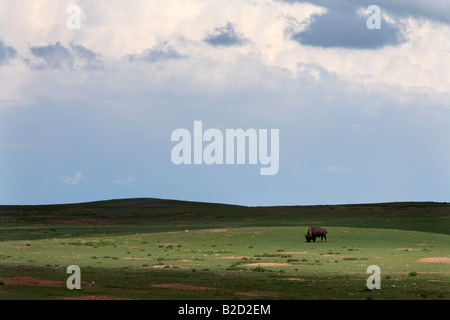 Bisonti americani, parco nazionale della Grotta del Vento, il Dakota del Sud Foto Stock