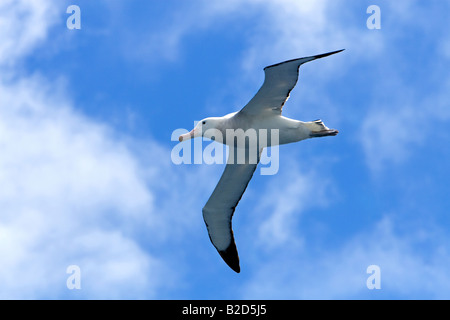 Diomedea epomophora, Royal Albatrosss il più grande degli Albatross e l'apertura alare più lunga di qualsiasi uccello a circa 3,1m Foto Stock