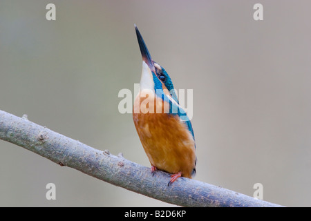 Kingfisher, Alcedo atthis guardando verso l'alto Foto Stock