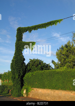 Pilone di elettricità coperto di edera sulla strada vini Alsace Francia Foto Stock